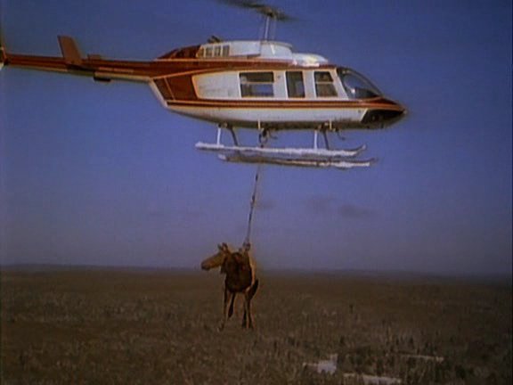 Moose carried by a helicopter. Awesome.