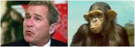 President or Ape